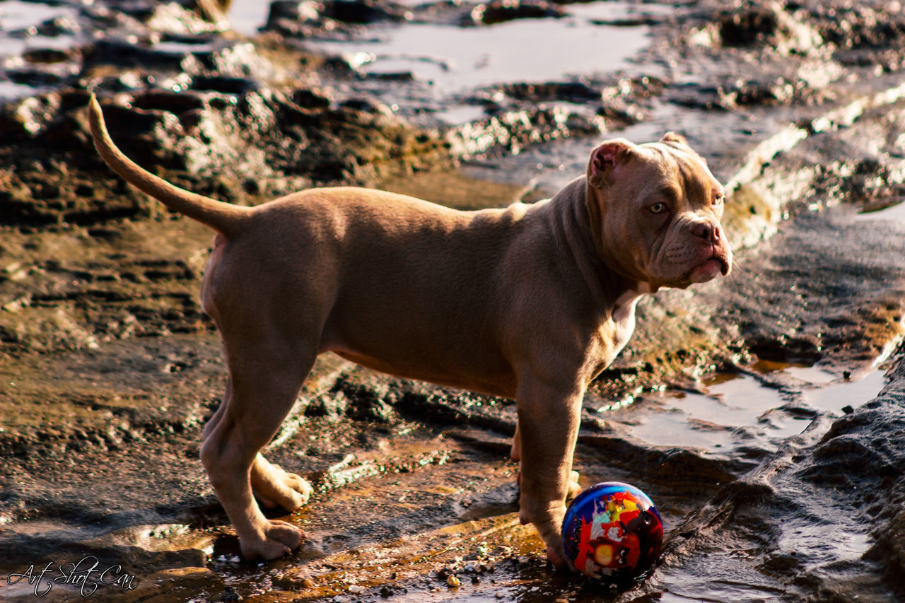 DOG STANDING ON LAND