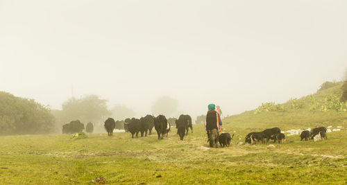 Man walking by cattle and pigs on field against sky during foggy weather