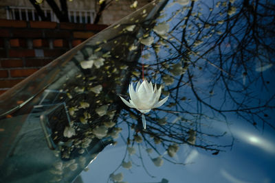 Close-up of flower tree