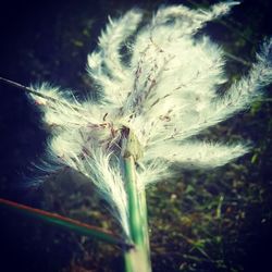 Close-up of dandelion