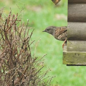 Bird perching on a tree