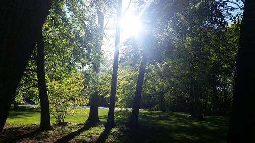 Trees in forest on sunny day