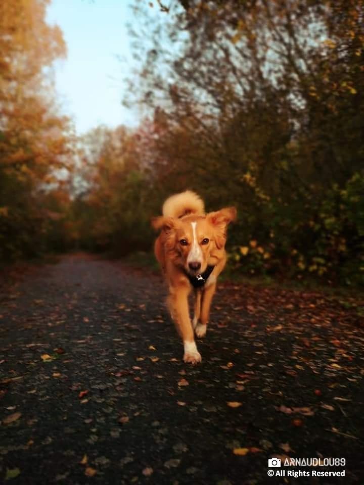 canine, dog, one animal, domestic animals, pets, domestic, mammal, animal themes, animal, vertebrate, tree, running, plant, day, nature, portrait, walking, road, full length, motion, outdoors, no people