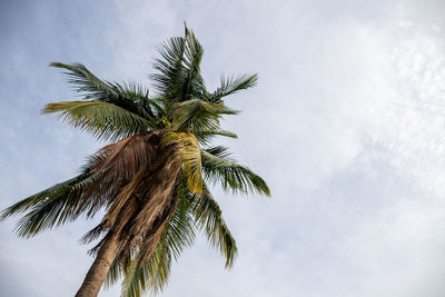 Low angle view of palm tree against sky