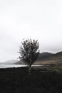 Tree on landscape against clear sky