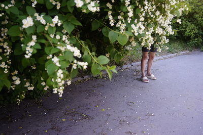 Low section of woman standing by flowering plants