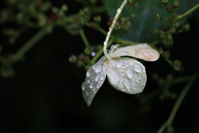 Close-up of water drops on leaf