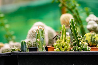 Close-up of succulent plant