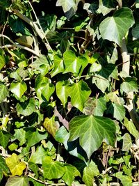 High angle view of green leaves