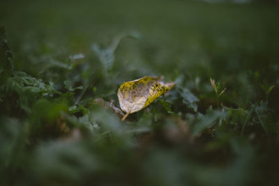 Close-up of frog on field