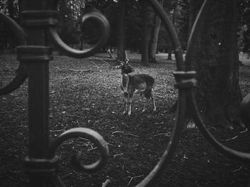 Cat standing on field