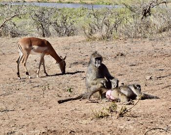 Monkeys in a field