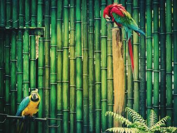 Close-up of parrot perching on tree