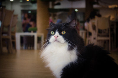 Close-up portrait of a cat