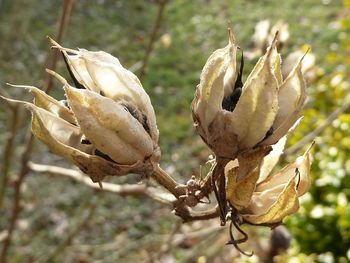 Close-up of flower plant