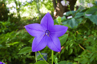Close-up of purple flowering plant