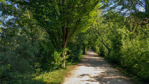 Footpath amidst trees in forest