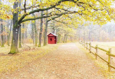 Trees growing in forest during autumn