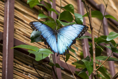 Close-up of butterfly perching on leaf