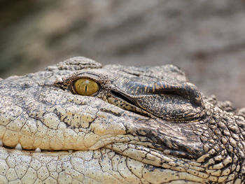 Close-up of a lizard