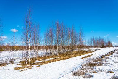 View of trees on snow covered field against blue sky