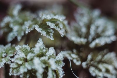 Close-up of snow on plant during winter