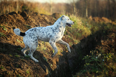 Side view of a dog looking away on land