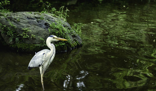 View of a bird in lake