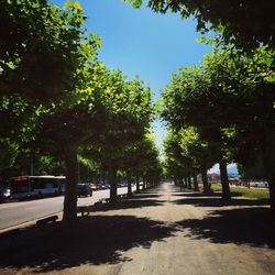 Road along trees