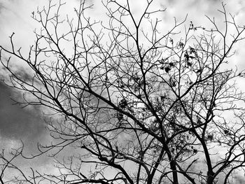 Low angle view of bare trees against sky