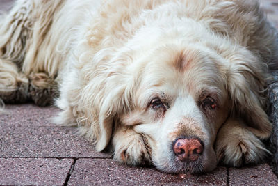 Close-up portrait of a dog resting