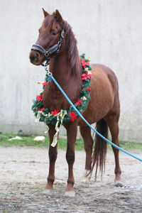 Horse standing in a farm