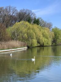 Ducks in a lake