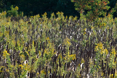 Close-up of plants