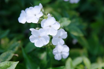 Close-up of white flowers