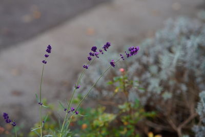 Close-up of purple flowering plants on field