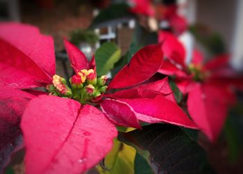 Close-up of red flowers