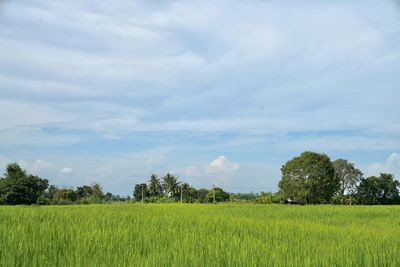 Scenic view of agricultural field against sky