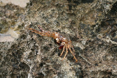 Close-up of crab on rock