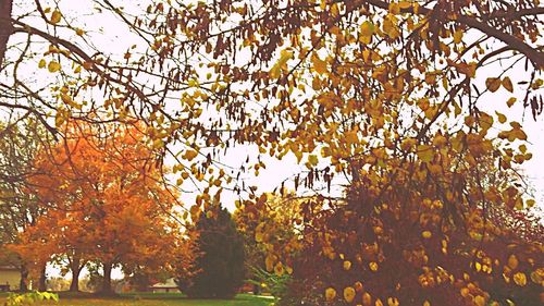 Low angle view of autumnal trees