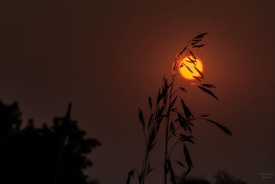 Close-up of silhouette plant against sky during sunset