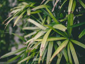 Close-up of wet plant