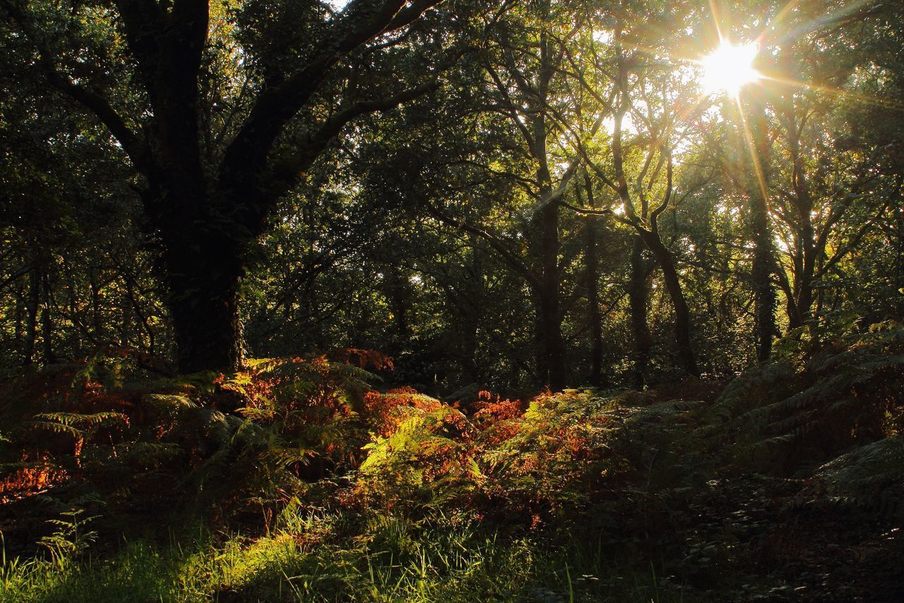 VIEW OF TREES IN FOREST