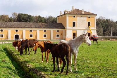 Horses in a field
