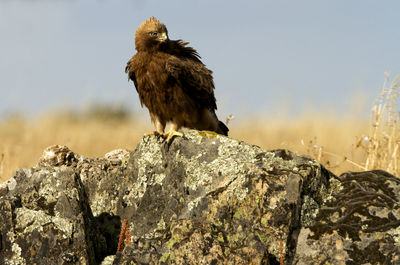 Low angle view of eagle perching on rock