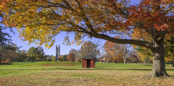 Trees on field during autumn