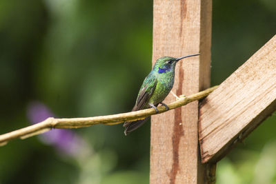 Bird perching on a tree