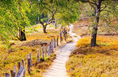 Footpath amidst trees in moorland of hamburg fischbeker heide