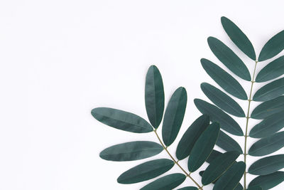 Close-up of plant against white background