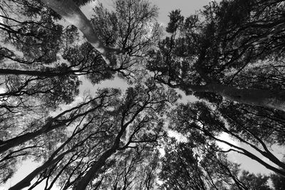 Low angle view of trees against sky